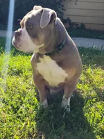 Sweet pea, a female Olde English Bulldogge for sale in Sacramento, CA – 10 of 10