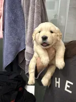 Golden Retriever, a male Golden Retriever for sale in Montclair, CA – Photo 3 of 6