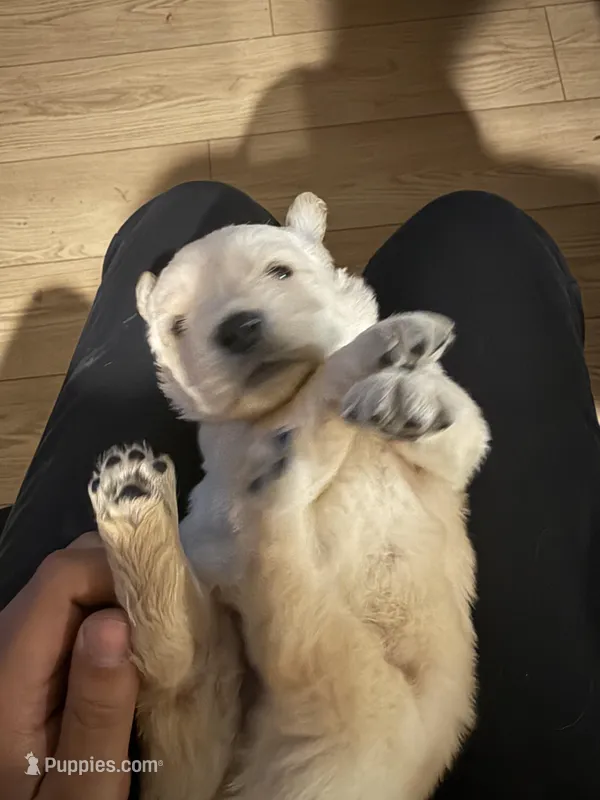 Golden Retriever – Golden Retriever puppy for sale in Montclair, CA