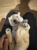 Golden Retriever, a male Golden Retriever for sale in Montclair, CA – Photo 1 of 6