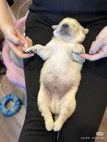 Golden Retriever, a male Golden Retriever for sale in Montclair, CA – Photo 5 of 6