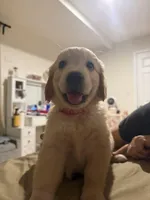 Golden Retriever, a male Golden Retriever for sale in Montclair, CA – Photo 6 of 6