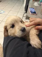 Golden Retriever, a male Golden Retriever for sale in Montclair, CA – Photo 4 of 6