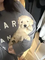 Golden Retriever, a male Golden Retriever for sale in Montclair, CA – Photo 2 of 6