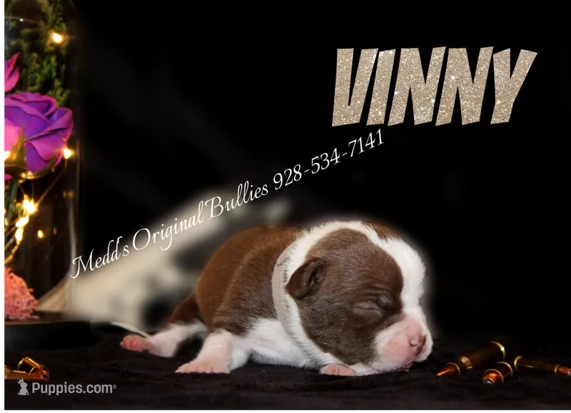 Vinny – American Bully puppy for sale in Show Low, AZ