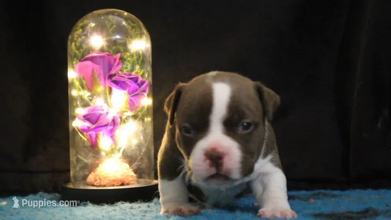 Vinny – American Bully puppy for sale in Show Low, AZ