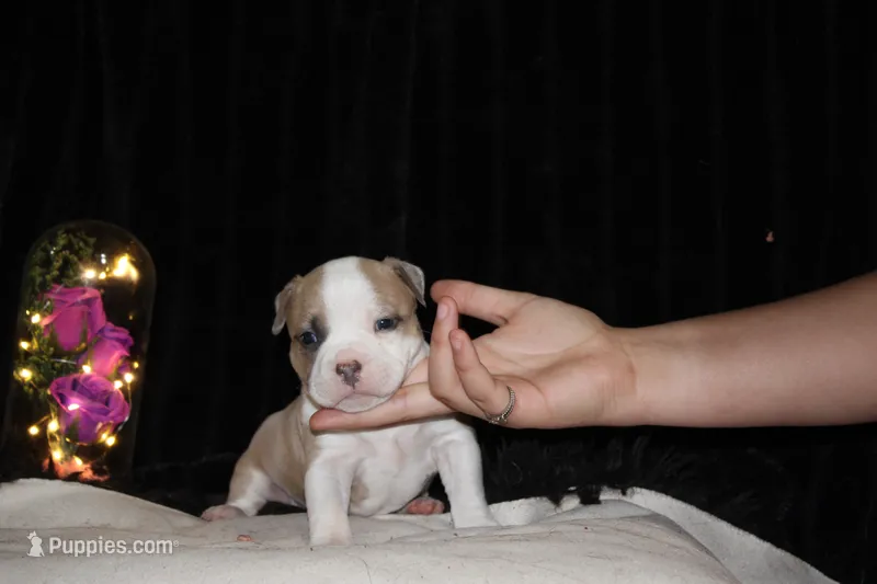Veda  – American Bully puppy for sale in Show Low, AZ