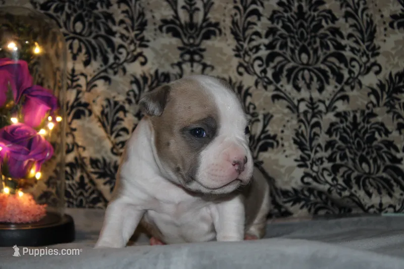 Veda  – American Bully puppy for sale in Show Low, AZ