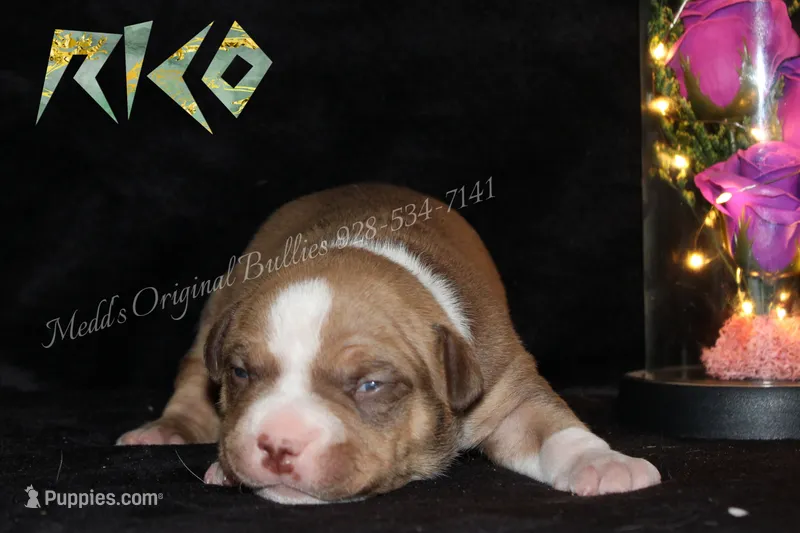 Rico – American Bully puppy for sale in Show Low, AZ