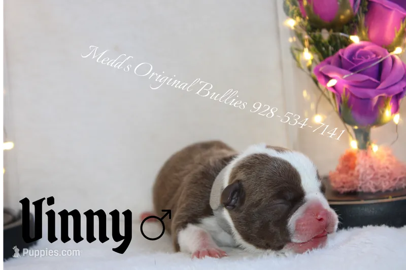 Vinny – American Bully puppy for sale in Show Low, AZ