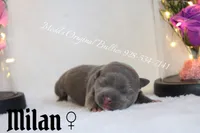 Milan, a female American Bully for sale in Show Low, AZ – 3 of 3