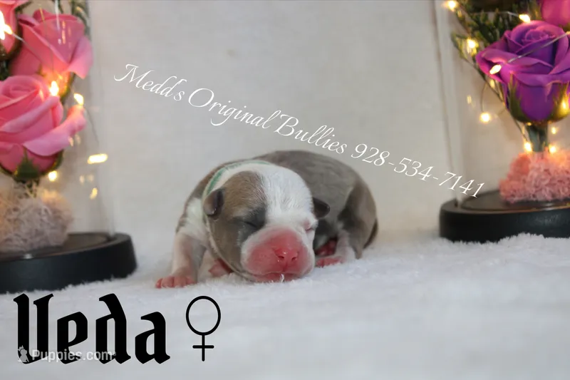 Veda  – American Bully puppy for sale in Show Low, AZ