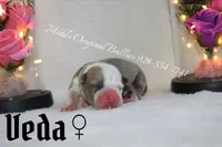 Veda , a female American Bully for sale in Show Low, AZ – 1 of 3