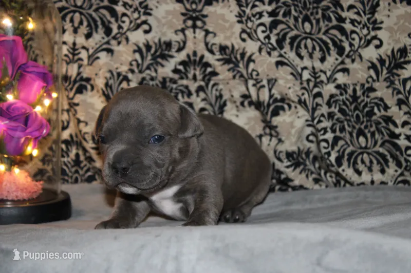 Milan – American Bully puppy for sale in Show Low, AZ