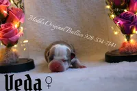 Veda , a female American Bully for sale in Show Low, AZ – 3 of 3