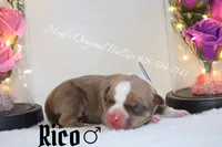 Rico, a male American Bully for sale in Show Low, AZ – 3 of 3