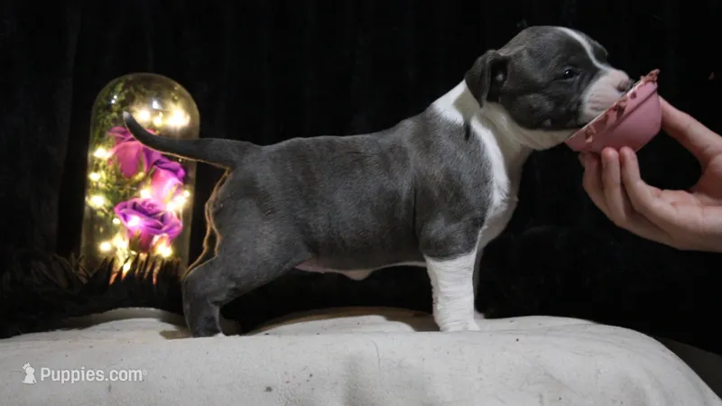 Scarlett – American Bully puppy for sale in Show Low, AZ
