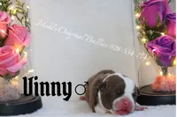 Vinny, a male American Bully for sale in Show Low, AZ – 3 of 3