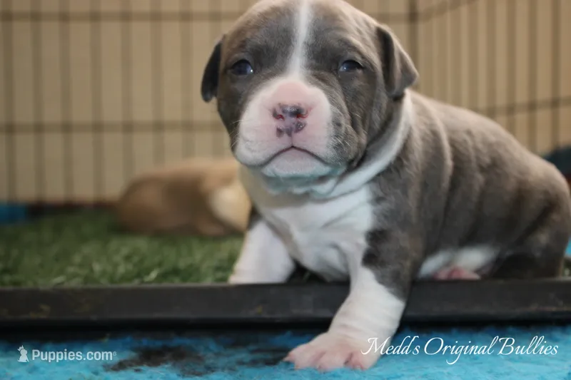 Scarlett – American Bully puppy for sale in Show Low, AZ