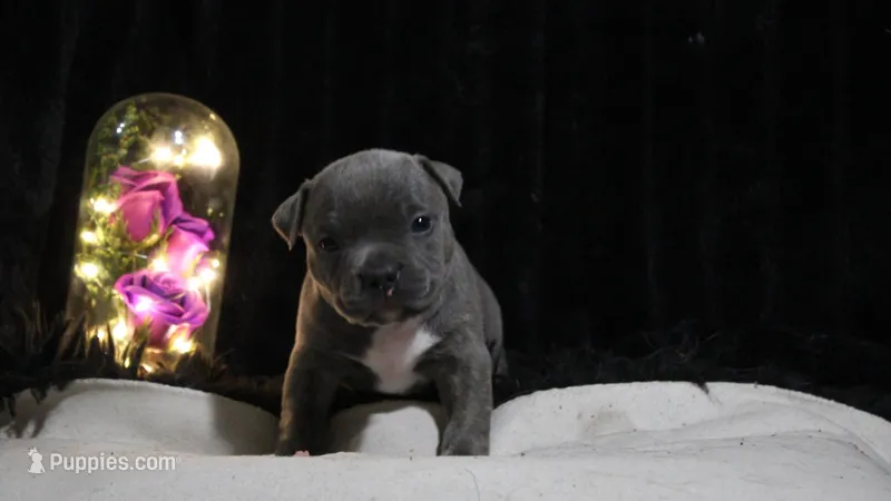 Milan – American Bully puppy for sale in Show Low, AZ