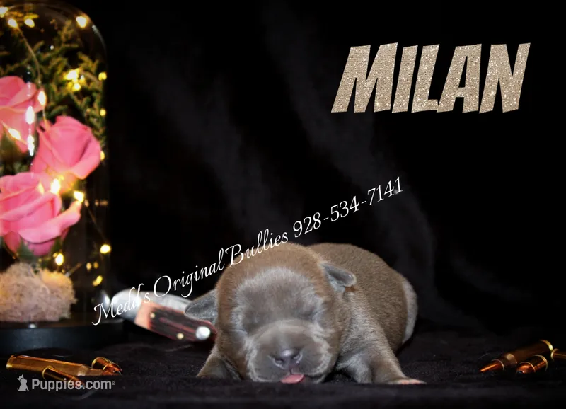 Milan – American Bully puppy for sale in Show Low, AZ