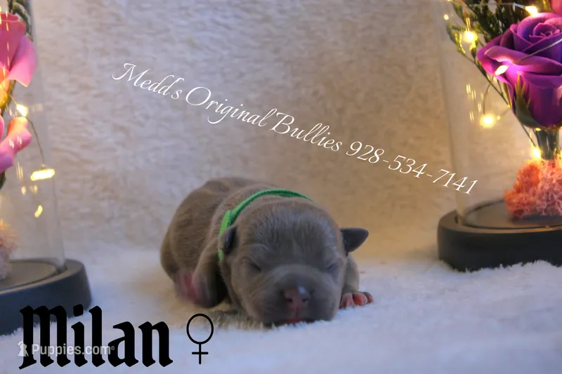 Milan – American Bully puppy for sale in Show Low, AZ
