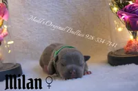 Milan, a female American Bully for sale in Show Low, AZ – 1 of 3