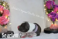 Scarlett, a female American Bully for sale in Show Low, AZ – 3 of 3