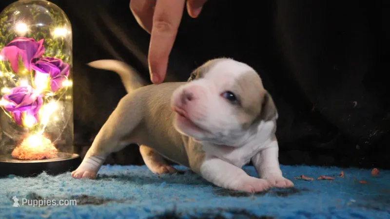 Veda  – American Bully puppy for sale in Show Low, AZ