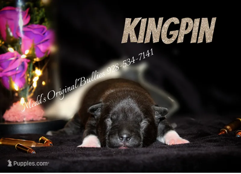 Kingpin – American Bully puppy for sale in Show Low, AZ