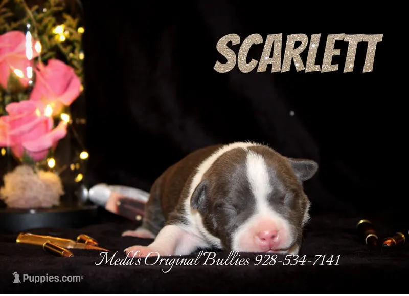 Scarlett – American Bully puppy for sale in Show Low, AZ