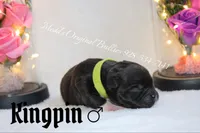 Kingpin, a male American Bully for sale in Show Low, AZ – 3 of 3