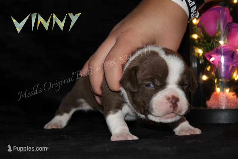Vinny – American Bully puppy for sale in Show Low, AZ