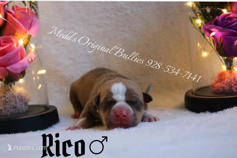 Rico – American Bully puppy for sale in Show Low, AZ