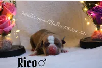 Rico, a male American Bully for sale in Show Low, AZ – 1 of 3