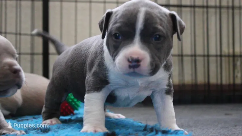 Scarlett – American Bully puppy for sale in Show Low, AZ