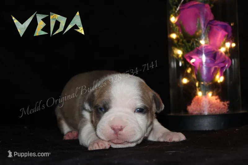 Veda  – American Bully puppy for sale in Show Low, AZ