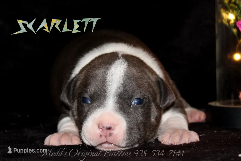 Scarlett – American Bully puppy for sale in Show Low, AZ