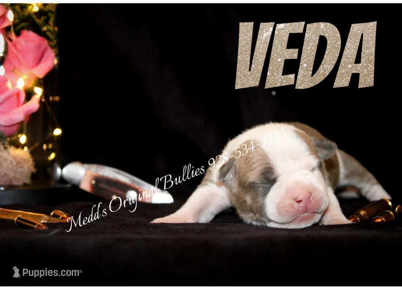 Veda  – American Bully puppy for sale in Show Low, AZ