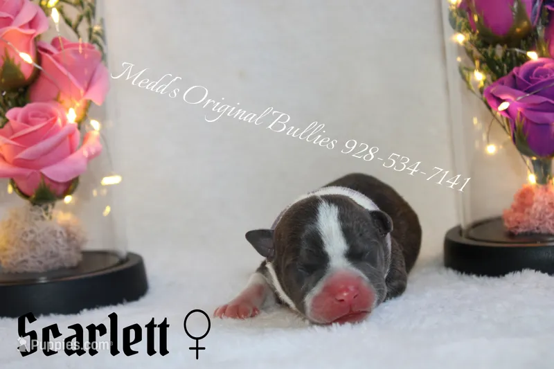 Scarlett – American Bully puppy for sale in Show Low, AZ