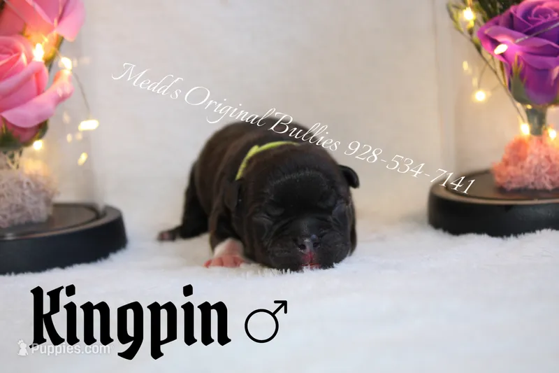 Kingpin – American Bully puppy for sale in Show Low, AZ