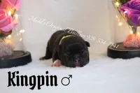 Kingpin, a male American Bully for sale in Show Low, AZ – 1 of 3
