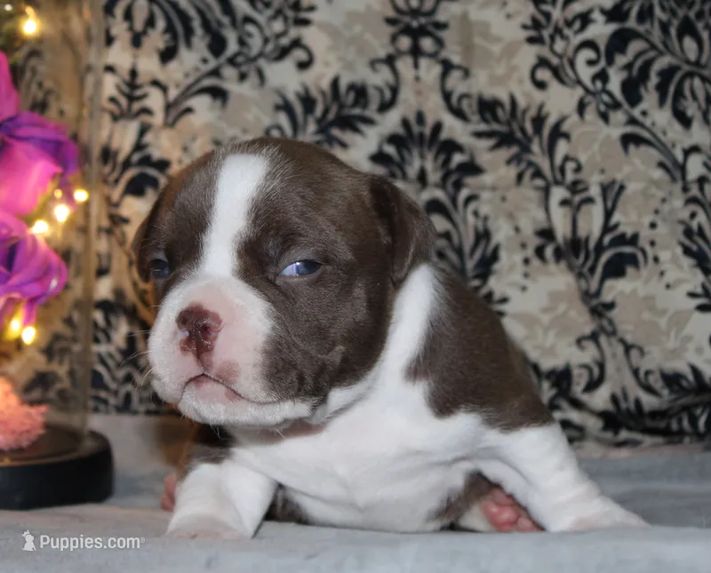 Vinny – American Bully puppy for sale in Show Low, AZ
