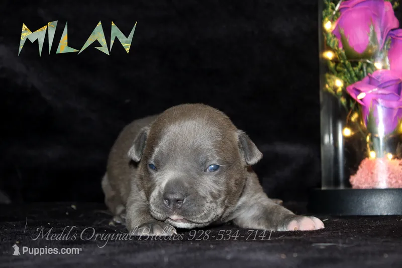 Milan – American Bully puppy for sale in Show Low, AZ