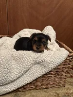 Uriah, a male Yorkshire Terrier for sale in Gaffney, SC – 2 of 9
