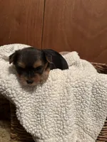 Fiona, a female Yorkshire Terrier for sale in Gaffney, SC – 6 of 7