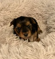 Oscar, a male Yorkshire Terrier for sale in Gaffney, SC – 5 of 5