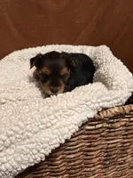 Oscar, a male Yorkshire Terrier for sale in Gaffney, SC – 1 of 5