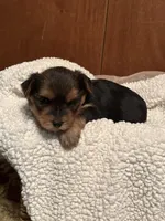 Fiona, a female Yorkshire Terrier for sale in Gaffney, SC – 5 of 7