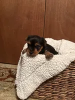 Uriah, a male Yorkshire Terrier for sale in Gaffney, SC – 7 of 9